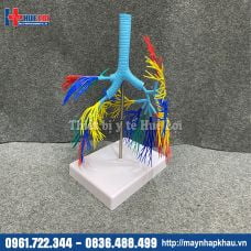 Mô hình phế quản - phổi 3d