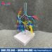 Mô hình phế quản - phổi 3d