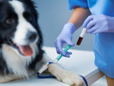 Tìm hiểu về máy xét nghiệm huyết học 3 phần thú y