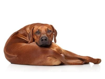 Rối loạn chức năng nhận thức ở chó, điều trị và cách phòng tránh