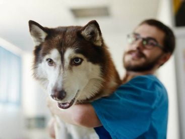 Bệnh động kinh ở chó, nguyên nhân và cách điều trị