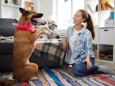 Huấn luyện chó là gì? Hướng dẫn huấn luyện chó đơn giản tại nhà