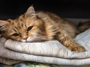 Nguyên nhân và cách phòng tránh bệnh suy giảm bạch cầu ở mèo