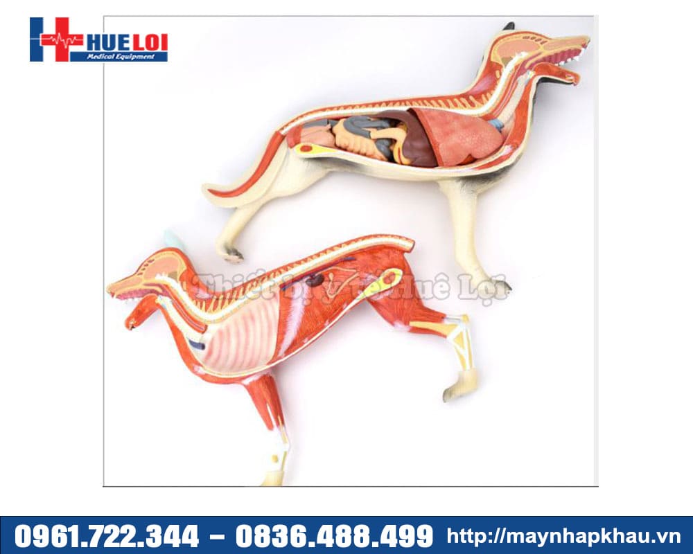 mô hình bóc tách nội tạng chó