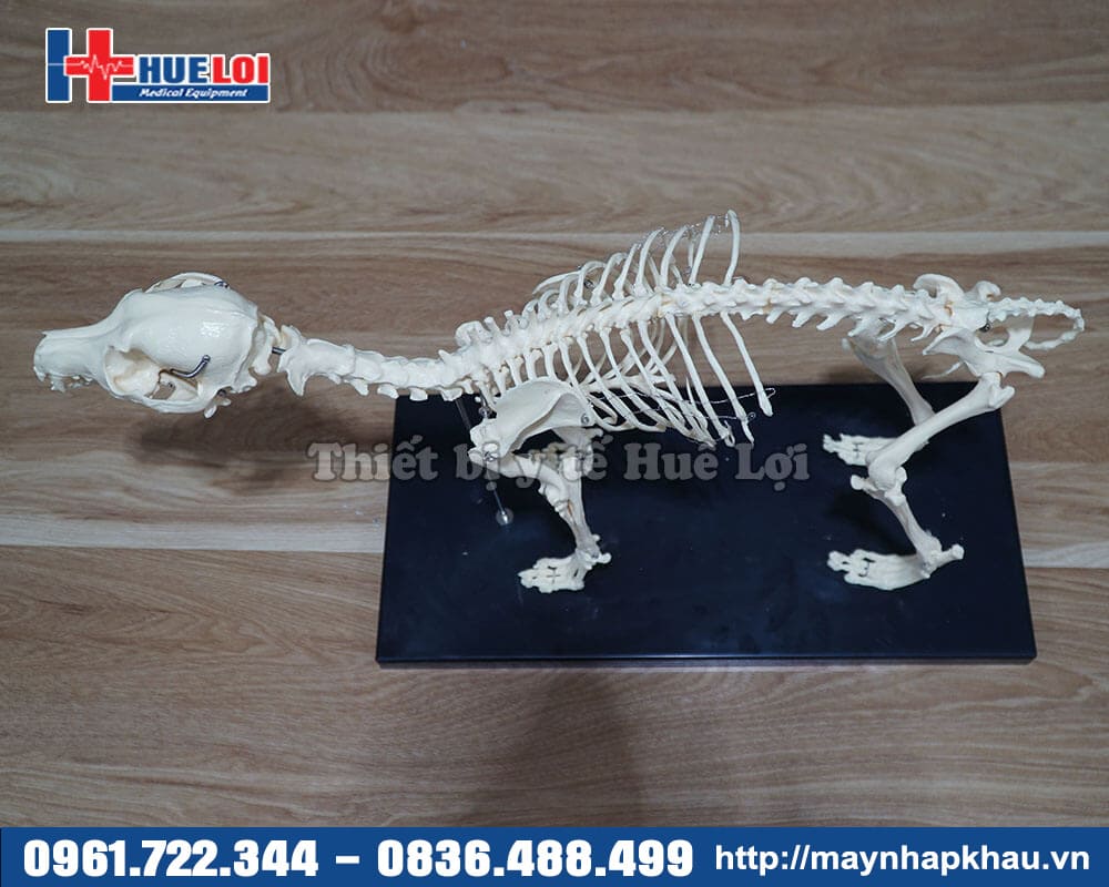 mô hình xương loài chó