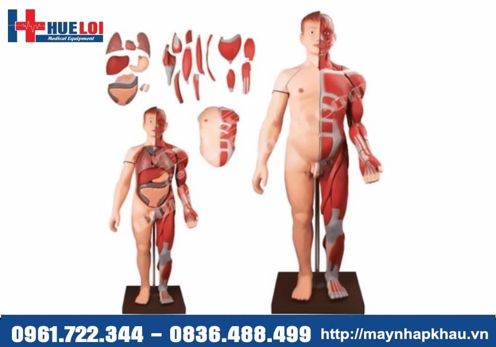 mô hình cơ và nội tạng người cao cấp
