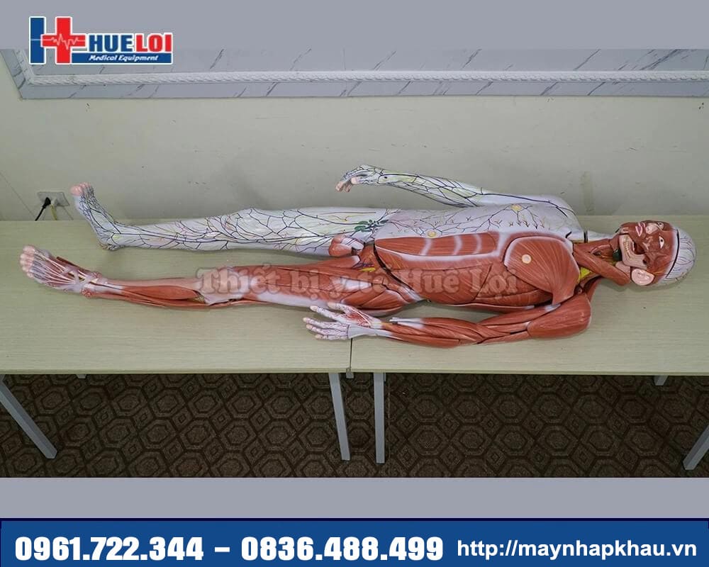 mô hình cơ thể người
