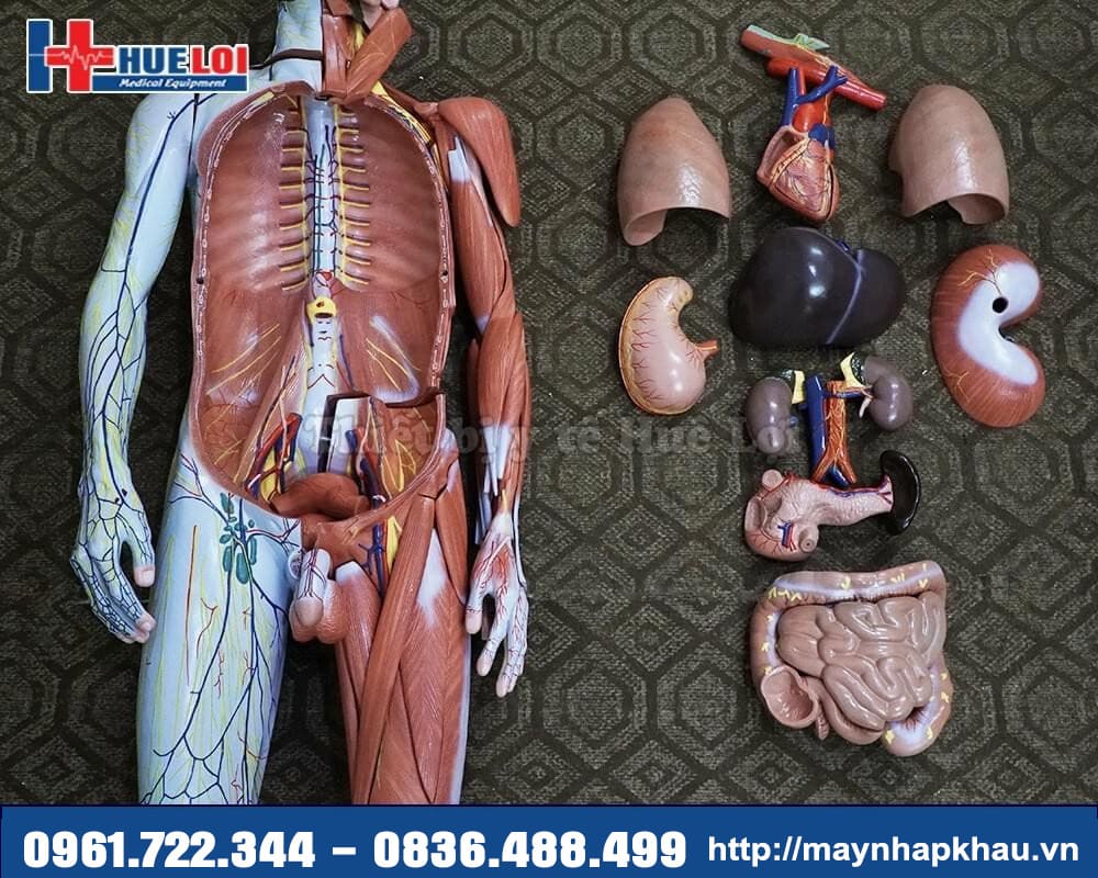 Mô hình giải phẫu cơ và nội tạng cơ thể người 170 cm