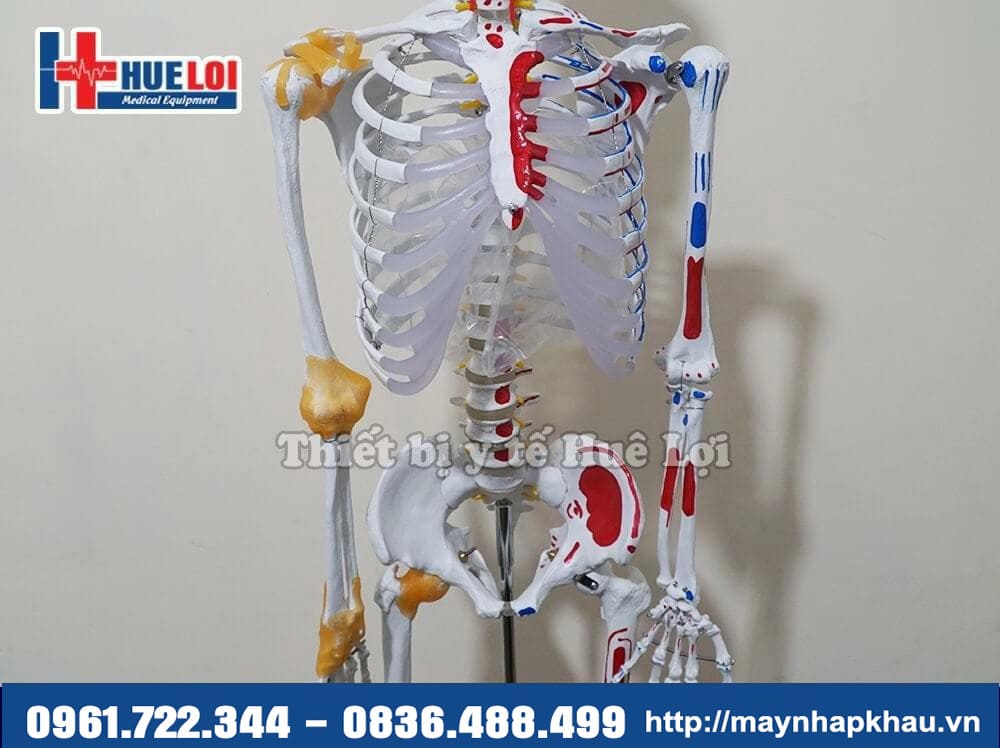mô hình xương người có nguyên ủy bám tận