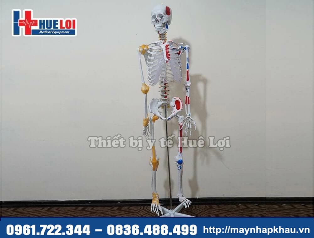 mô hình xương người 170cm