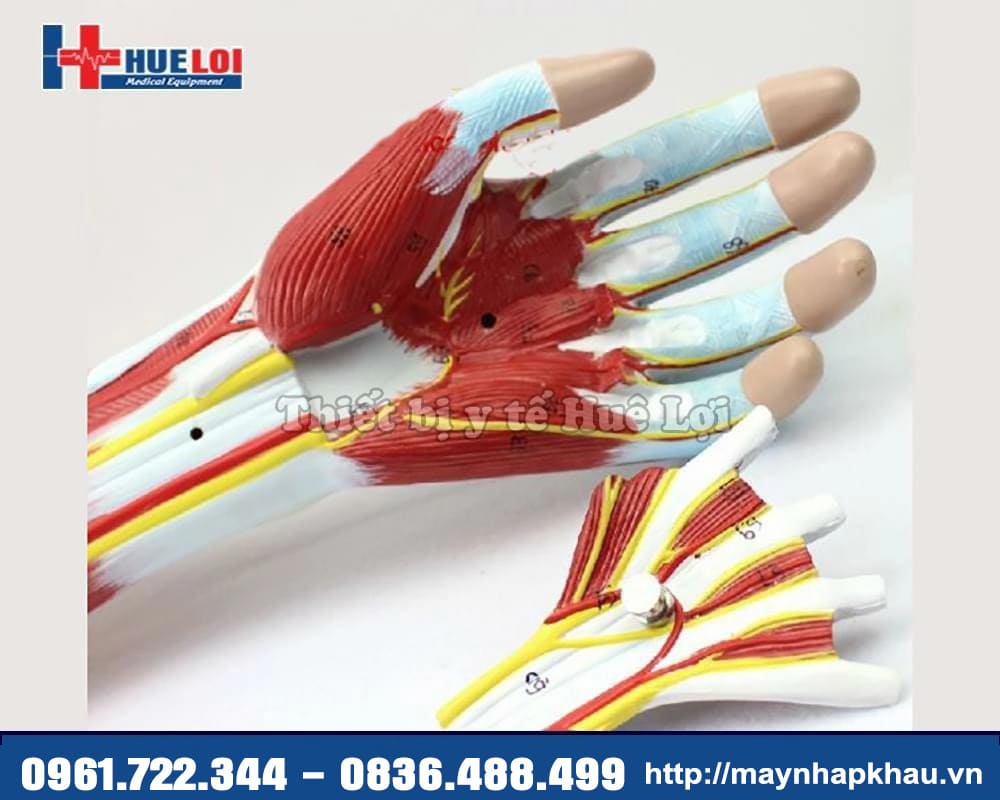 mô hình cơ bàn tay