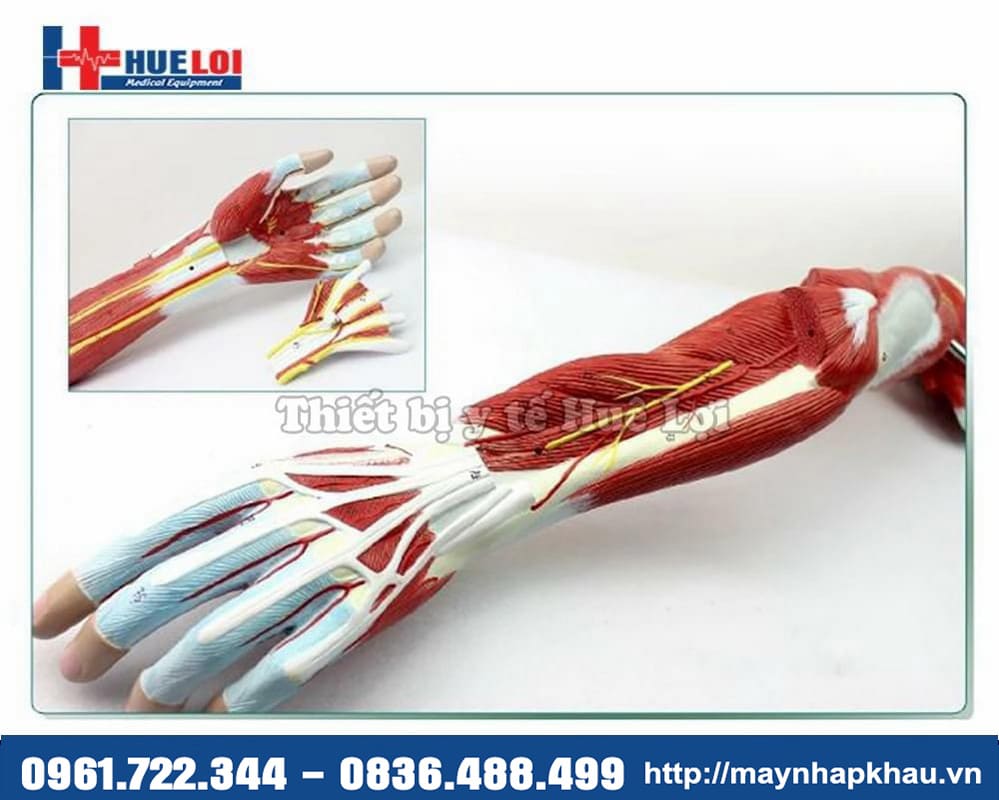 mô hình giải phẫu thần kinh cánh tay