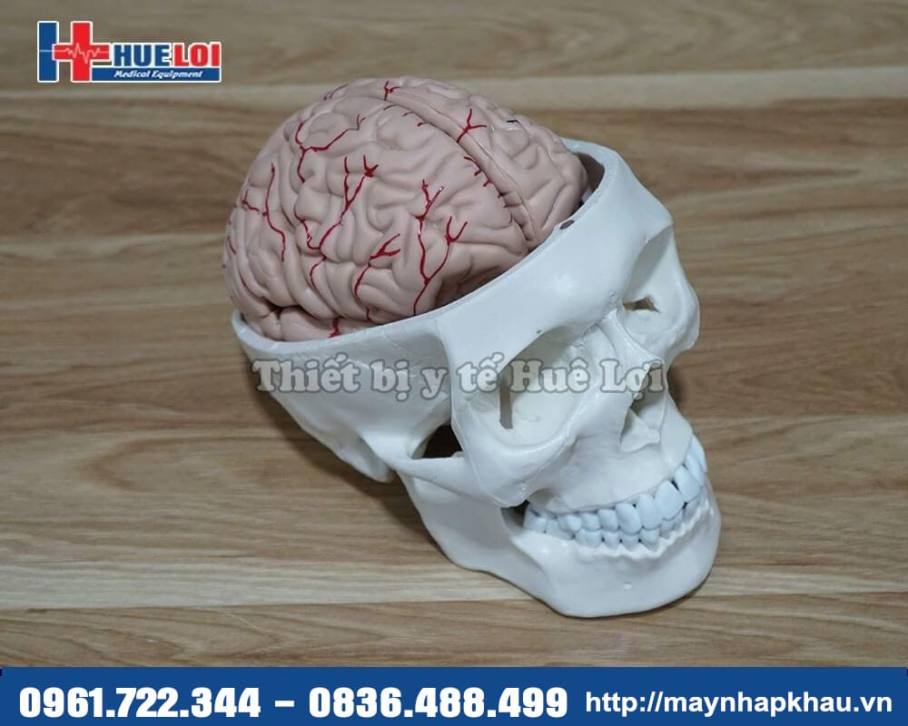 mô hình hộp sọ và não bộ