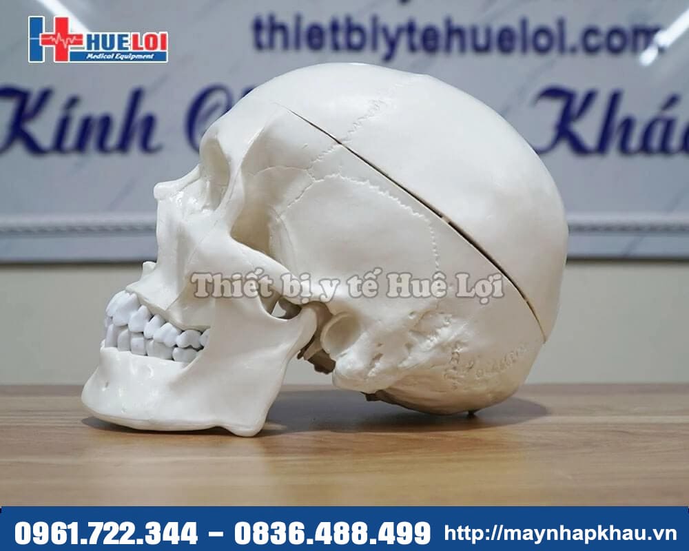 mô hình hộp sọ người
