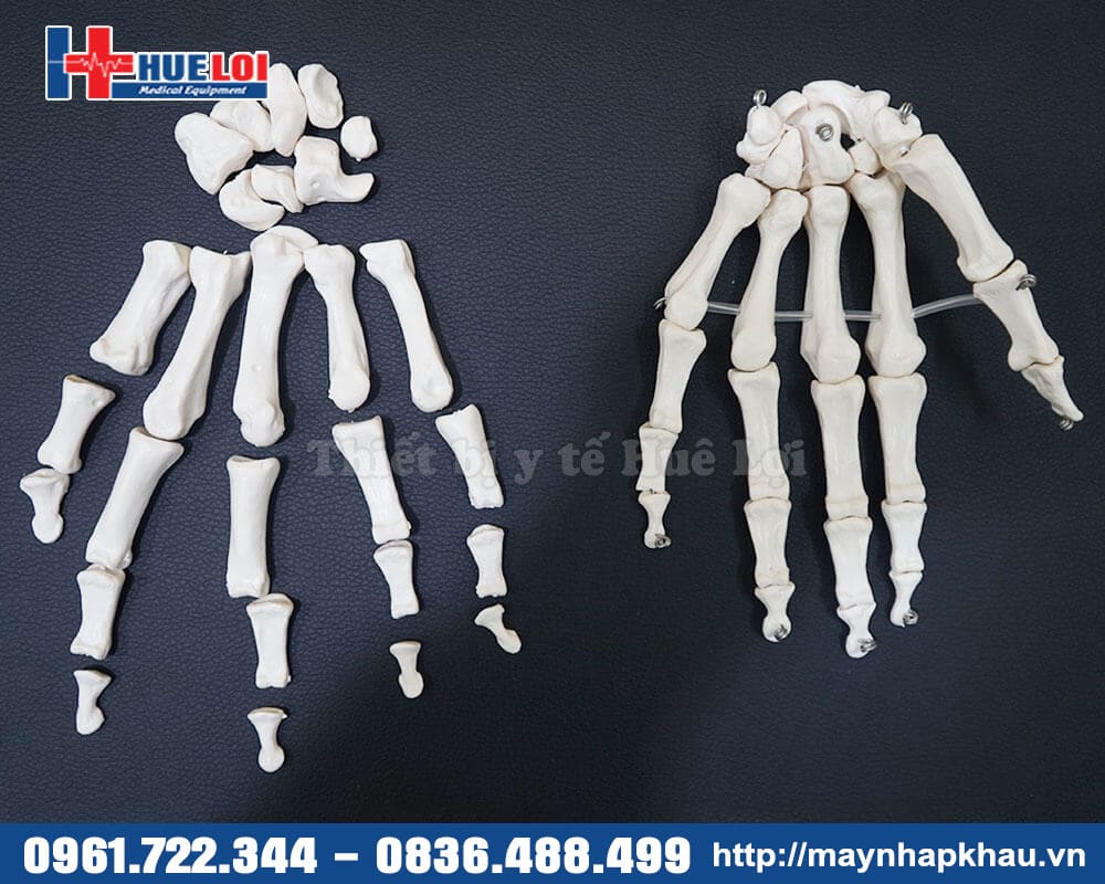 mô hình xương bàn tay