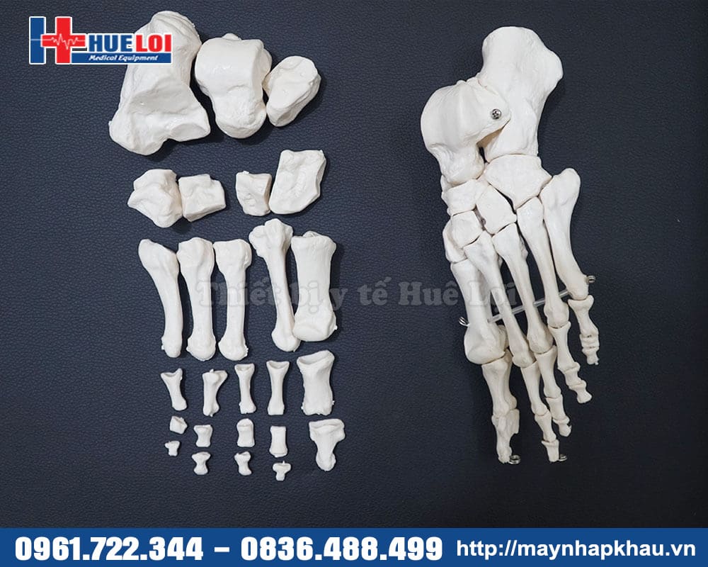 mô hình xương bàn chân