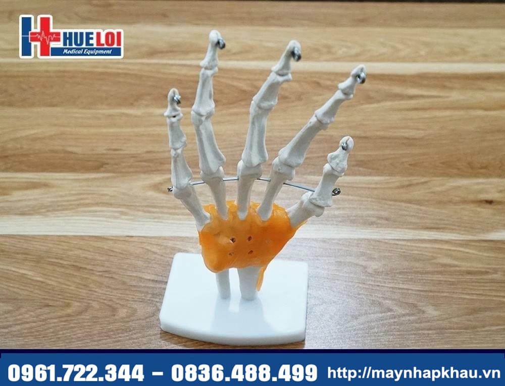 mô hình xương bàn tay người lớn