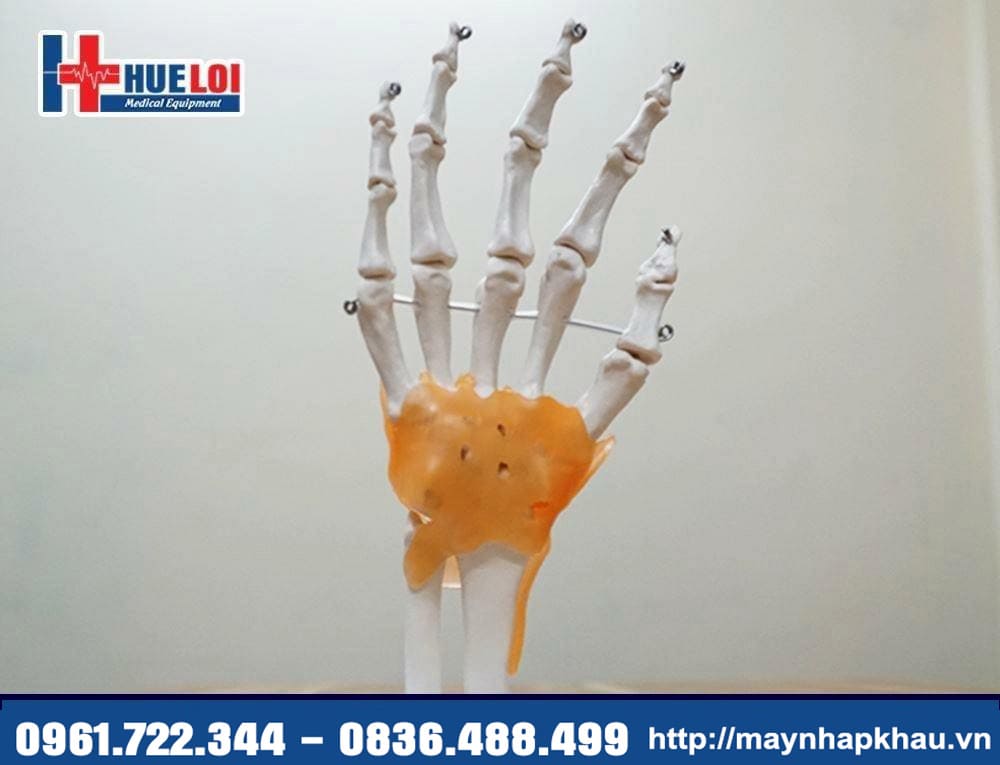 mô hình xương bàn tay