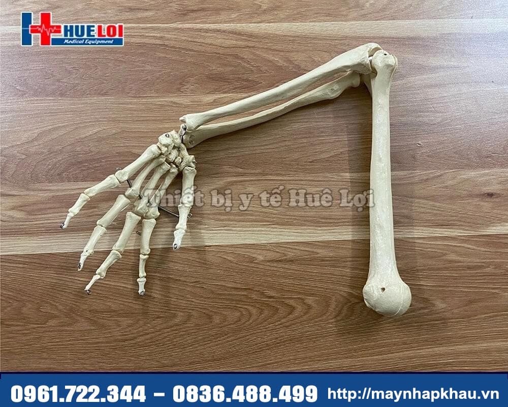 xương cánh tay mô hình