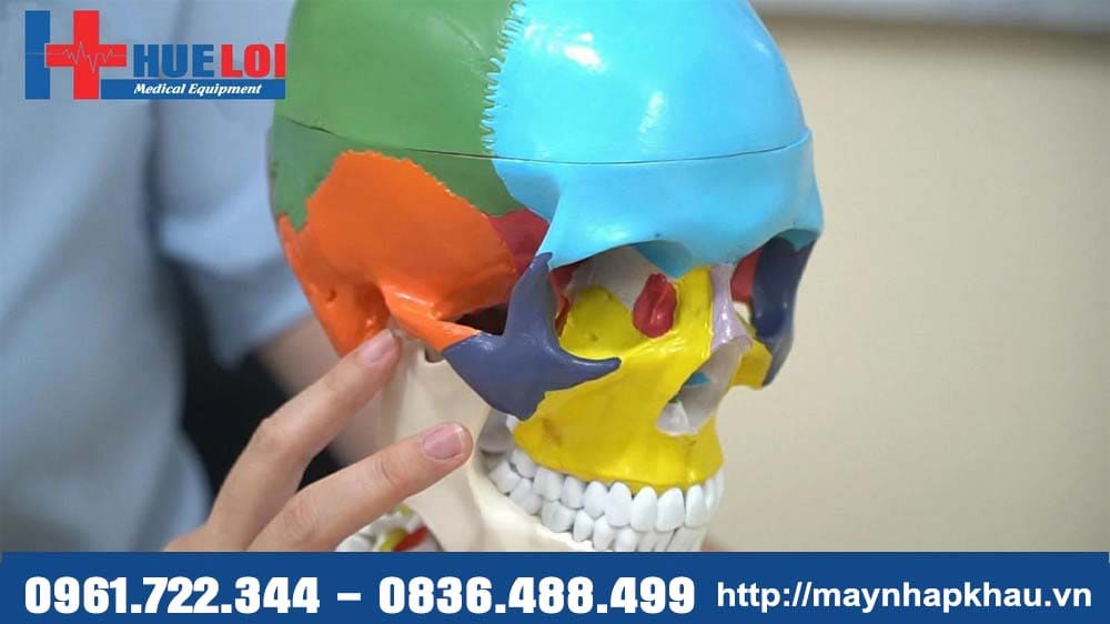 mô hình xương sọ