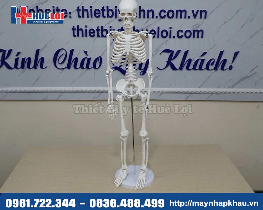 mô hình xương người 85cm