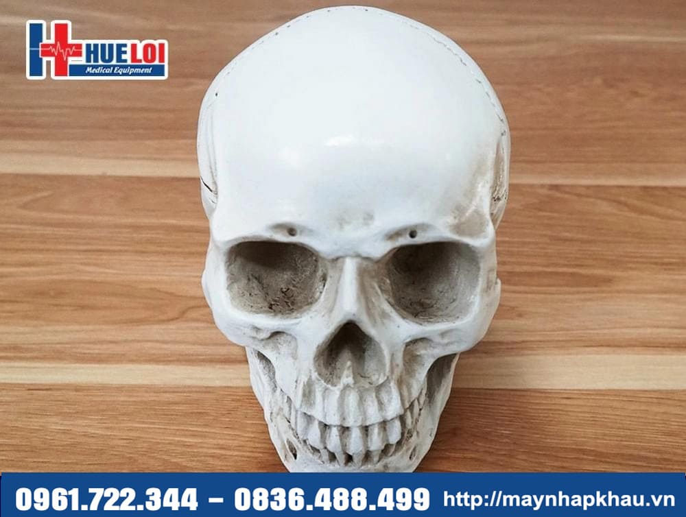 mô hình xương sọ 3D