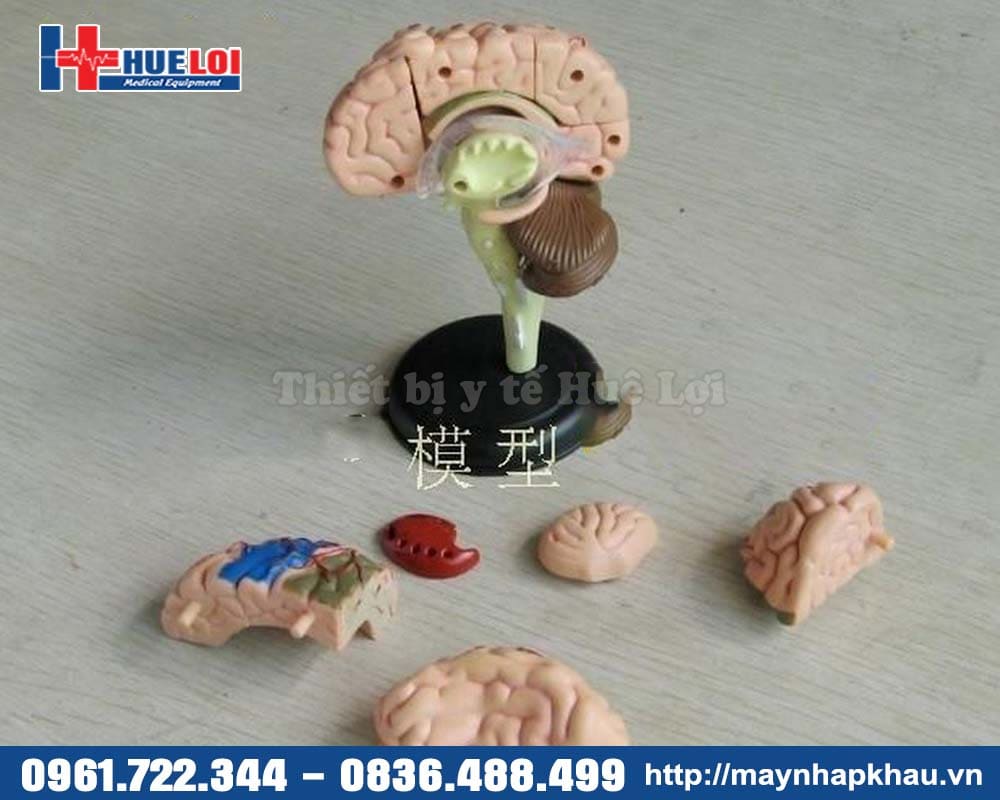 mô hình giải phẫu não bộ chi tiết