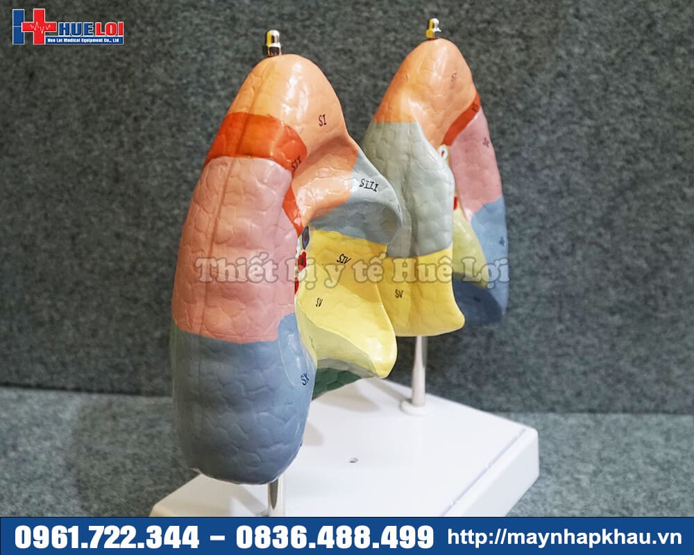 mô hình 2 bên thùy phổi