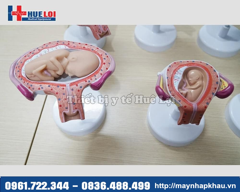 mô hình thai nhi trong bụng mẹ
