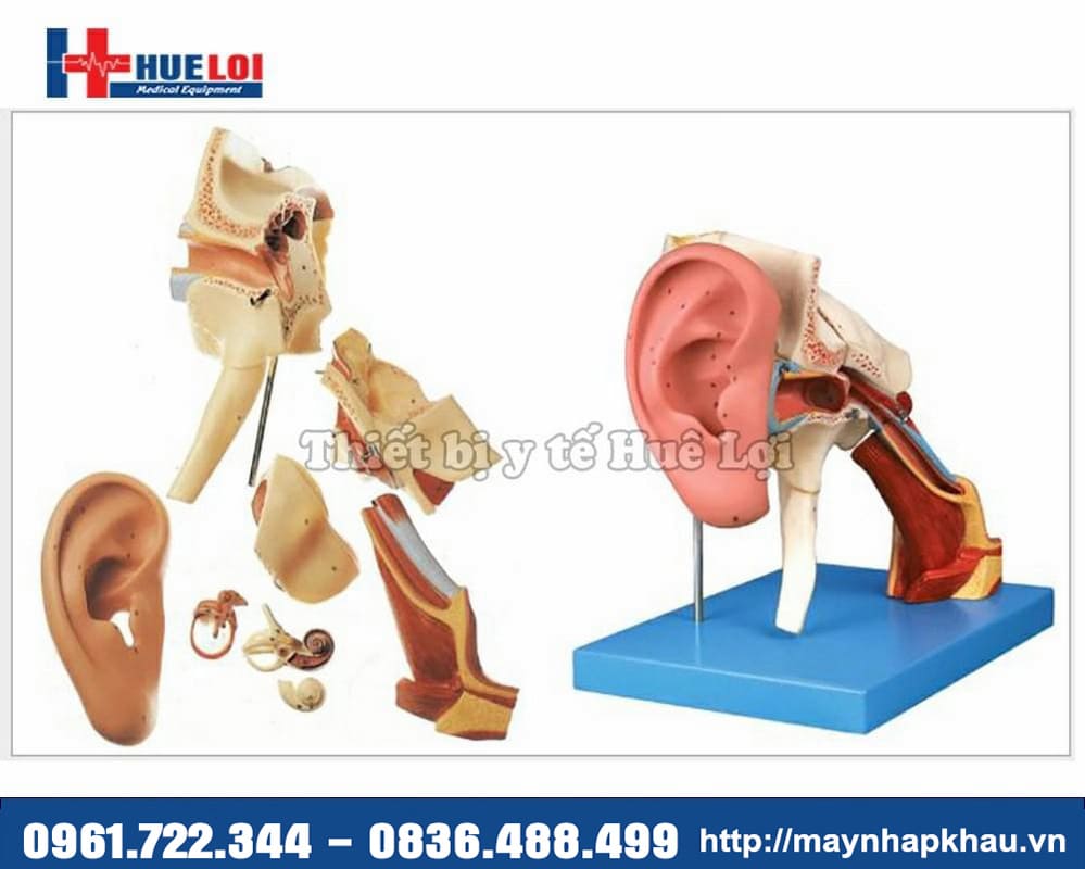 mô hình giải phẫu tai cao cấp