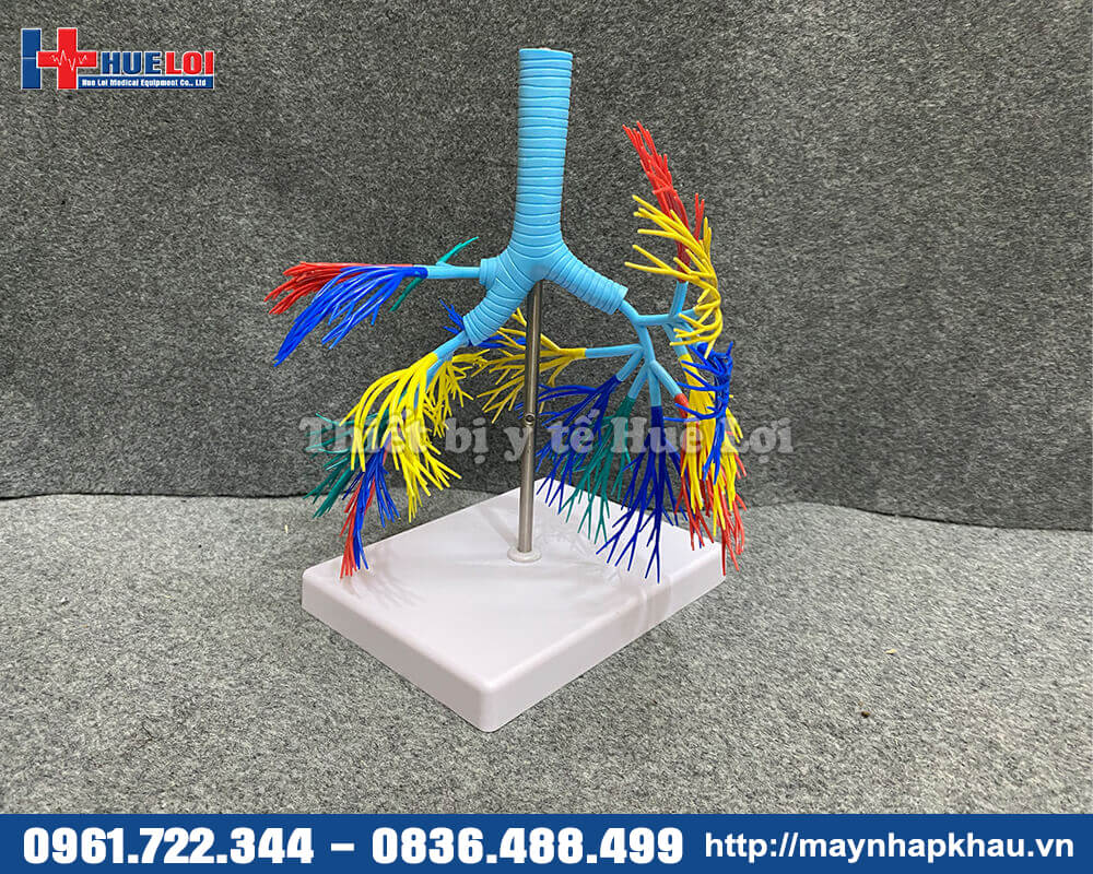 mô hình phổi 3d