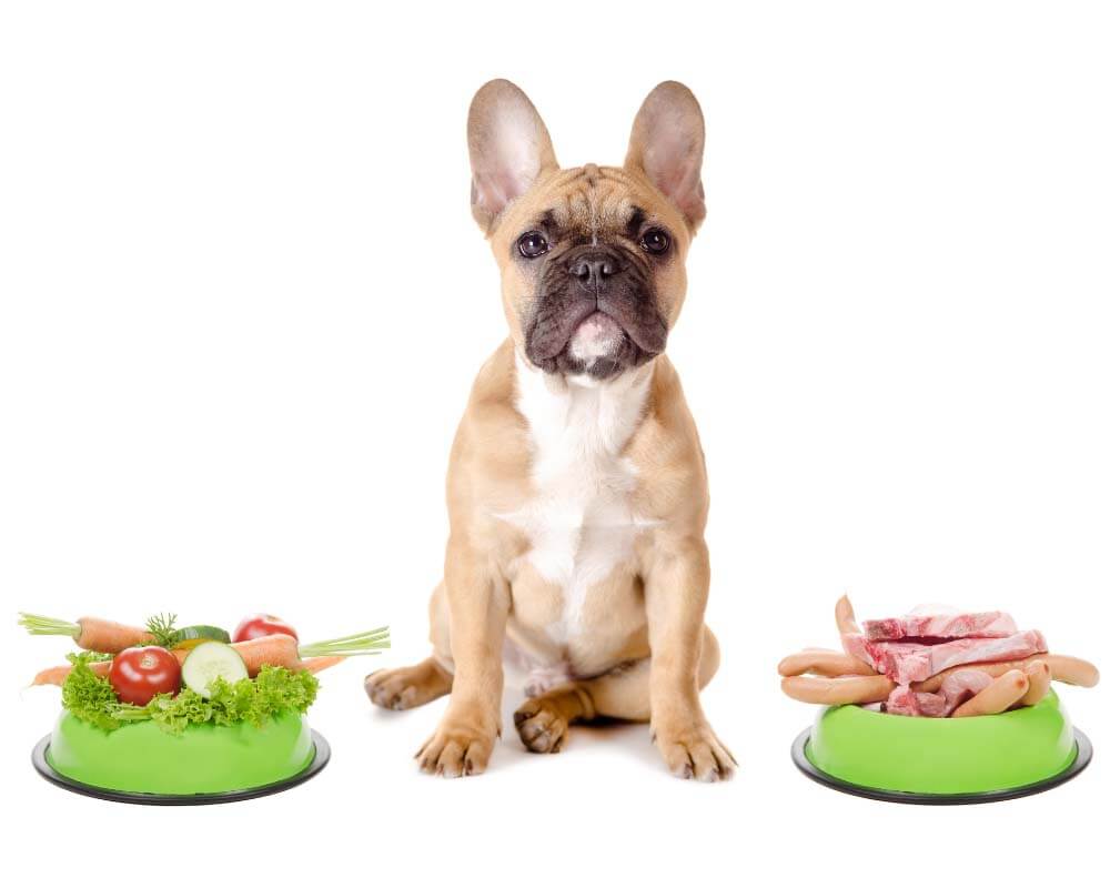 chế độ ăn uống lành mạnh cho chó