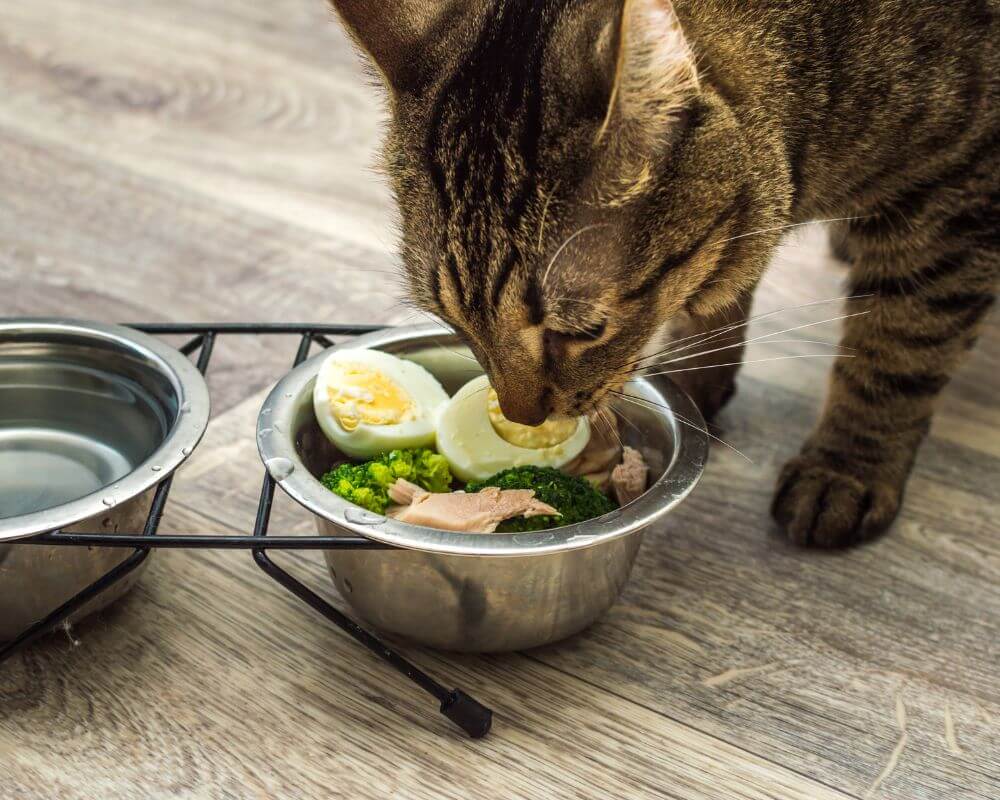 chế độ dinh dưỡng cho mèo