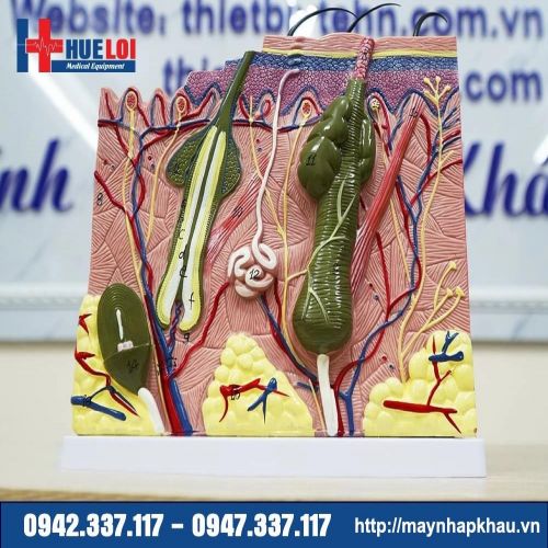 Mô hình dạ dày 3 phần  Công ty CP XNK kỹ thuật Âu Việt